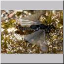 Stylops melittae - Faecherfluegler m35 5mm.jpg